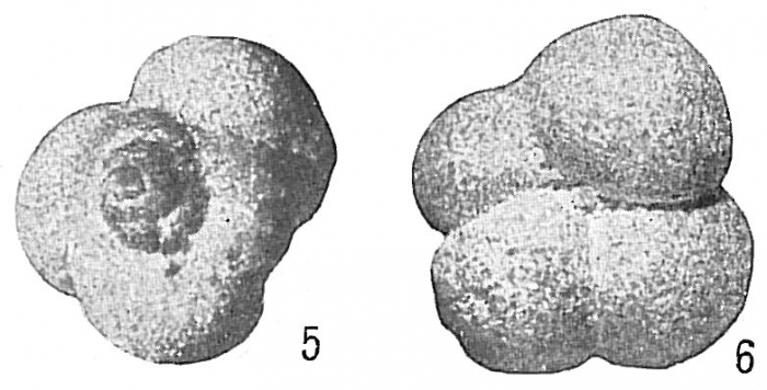 Trochammina globigeriniformis Trochammina globigeriniformis
