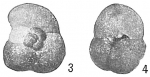 Trochammina globulosa