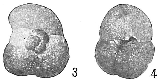 Trochammina globulosa Trochammina globulosa