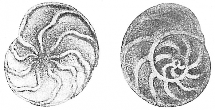 Trochammina ochracea Trochammina ochracea