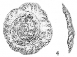 Trochammina plicata