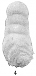 Bigenerina pennatula
