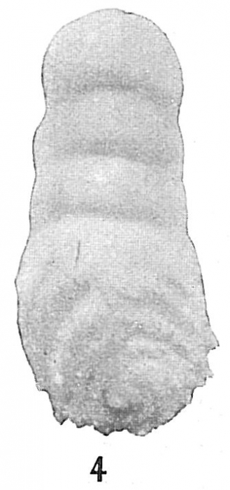 Bigenerina pennatula Bigenerina pennatula
