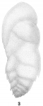 Bolivina beyrichi var. alata