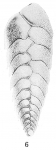 Bolivina beyrichi