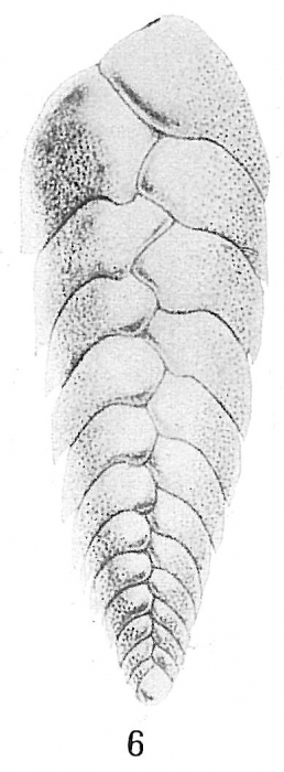 Bolivina beyrichi Bolivina beyrichi