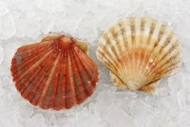 Pecten jacobeus (Linn, 1758) 