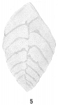 Bolivina goesii