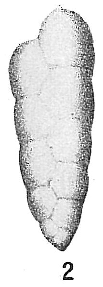 Bolivina laevigata (Williamson) in Cushman, 1922 = B. britannica Macfadyen, 1942 Bolivina laevigata (Williamson) in Cushman, 1922 = B. britannica Macfadyen, 1942
