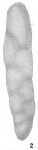 Bolivina porrecta