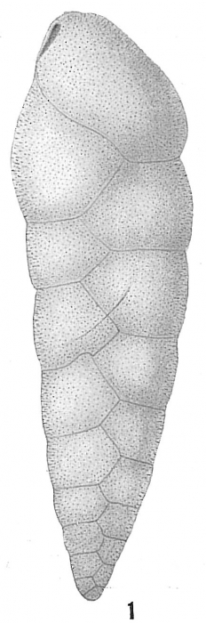 Bolivina punctata Bolivina punctata
