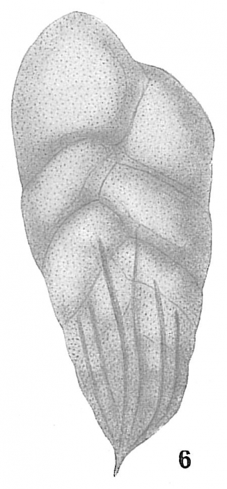 Bolivina subaenariensis Bolivina subaenariensis