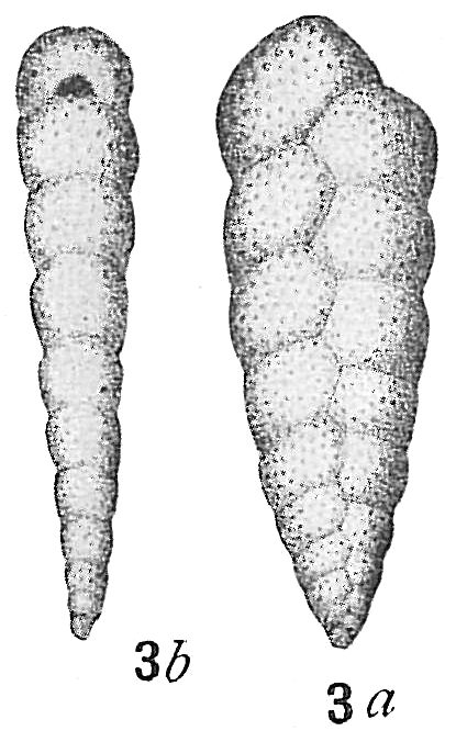 Bolivina variabilis Bolivina variabilis