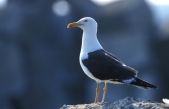 Larus fuscus Linnaeus, 1758, author: Decleer Misjel Larus fuscus Linnaeus, 1758, author: Decleer Misjel