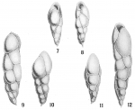 Bulimina elegans var. exilis