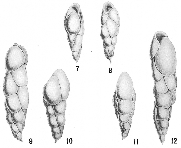 Bulimina elegans var. exilis Bulimina elegans var. exilis