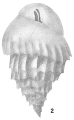 Bulimina inflata mexicana, author: Cedhagen, Tomas