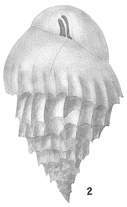 Bulimina inflata mexicana Bulimina inflata mexicana