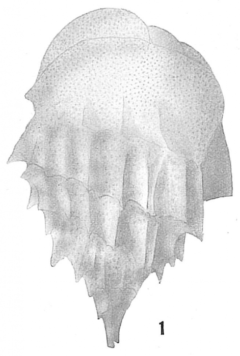 Bulimina inflata Bulimina inflata