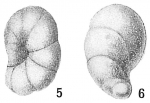 Bulimina minutissima