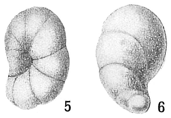 Bulimina minutissima Bulimina minutissima