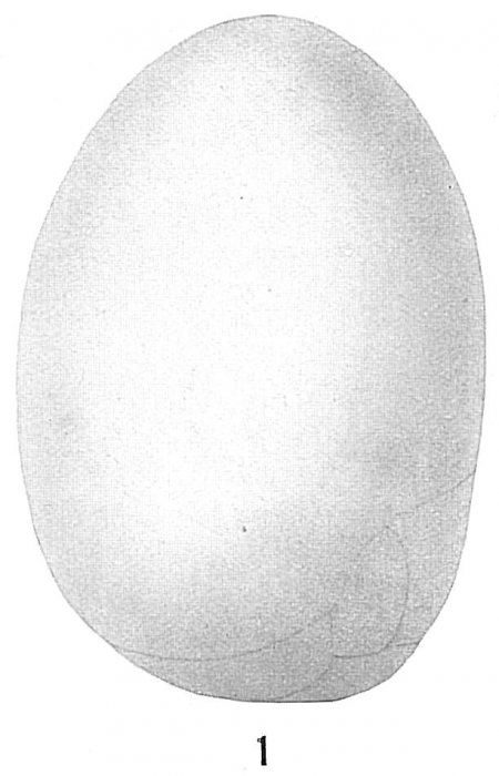 Bulimina pyrula Bulimina pyrula