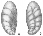 Buliminella convoluta
