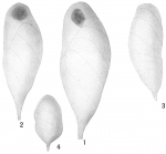 Buliminella spinigera