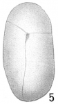 Buliminella subcylindrica