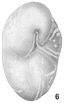 Buliminella subteres var.