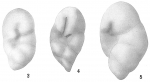 Buliminella subteres