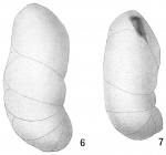 Cassidulina bradyi