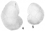 Cassidulina braziliensis