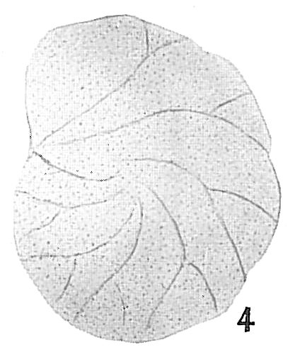 Cassidulina laevigata Cassidulina laevigata