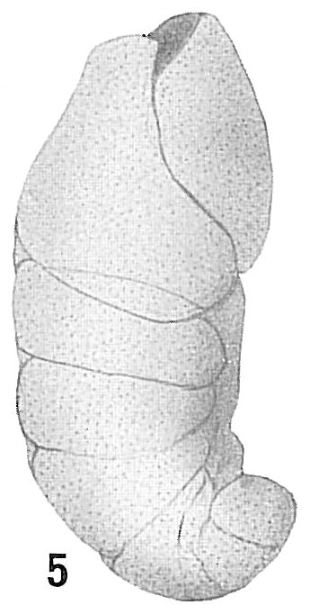 Cassidulina mexicana Cassidulina mexicana