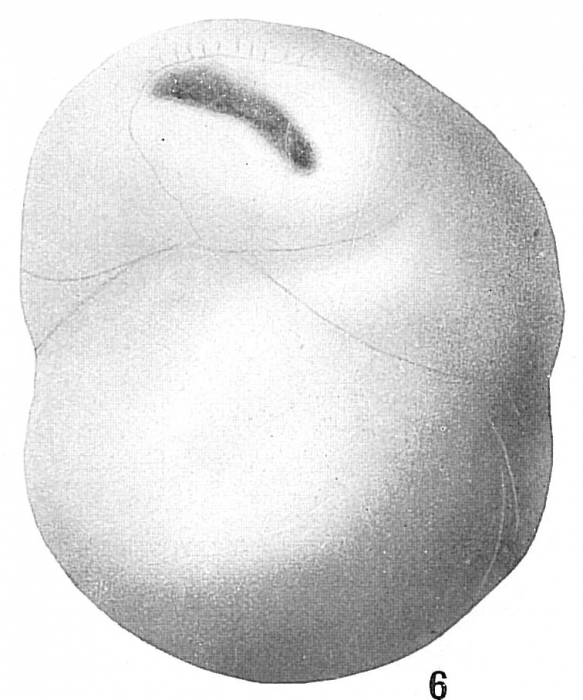 Cassidulina subglobosa Cassidulina subglobosa