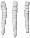 Clavulina communis nodulosa