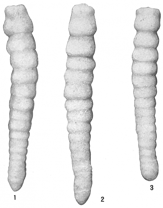 Clavulina communis nodulosa