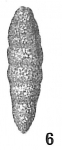 Clavulina obscura