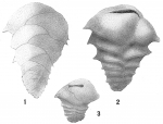 Ehrenbergina trigona braziliensis