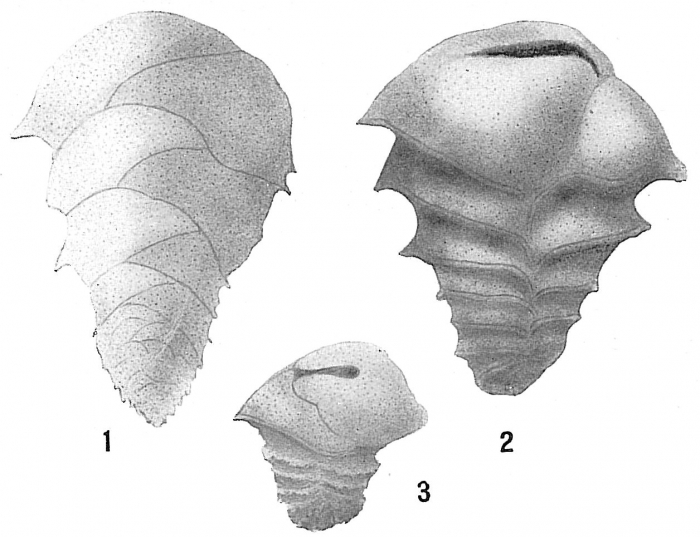Ehrenbergina trigona braziliensis Ehrenbergina trigona braziliensis