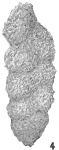 Gaudryina apicularis