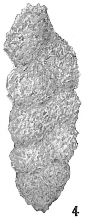 Gaudryina apicularis Gaudryina apicularis