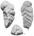 Gaudryina atlantica