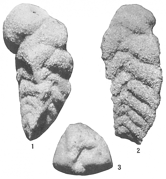 Gaudryina atlantica Gaudryina atlantica