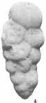 Chromista - Foraminifera (foraminifers)