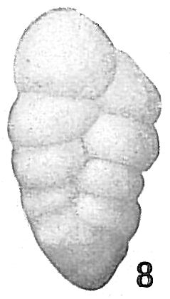 Gaudryina bradyi Gaudryina bradyi