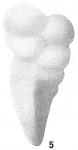 Gaudryina convexa cf. Cushman, 1911
