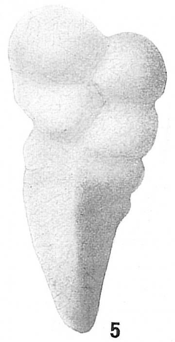 Gaudryina convexa cf. Cushman, 1911