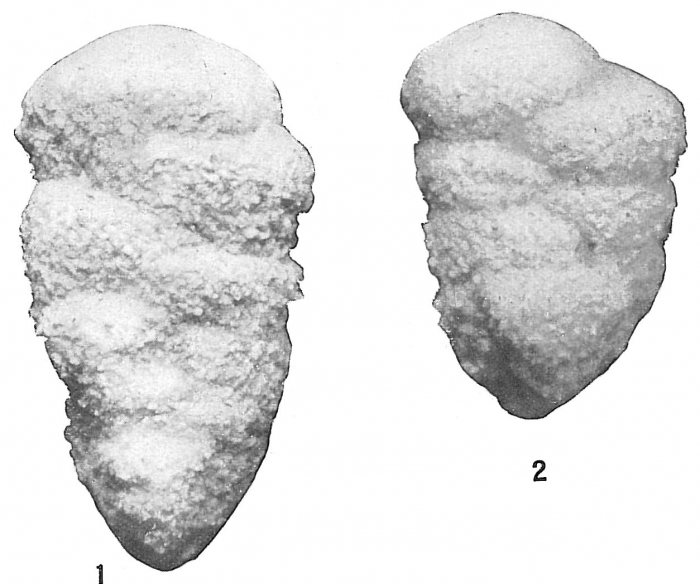Gaudryina flintii Gaudryina flintii